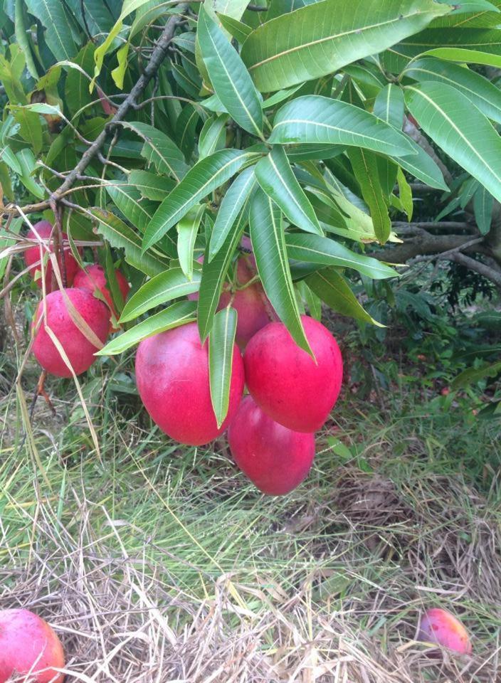 Riachinho Pousada Fazenda Vale do Capao Eksteriør billede